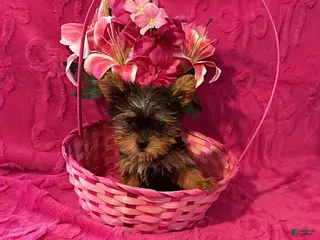 Yorkshire Terrier dogs Charming Teacup - Ad 35