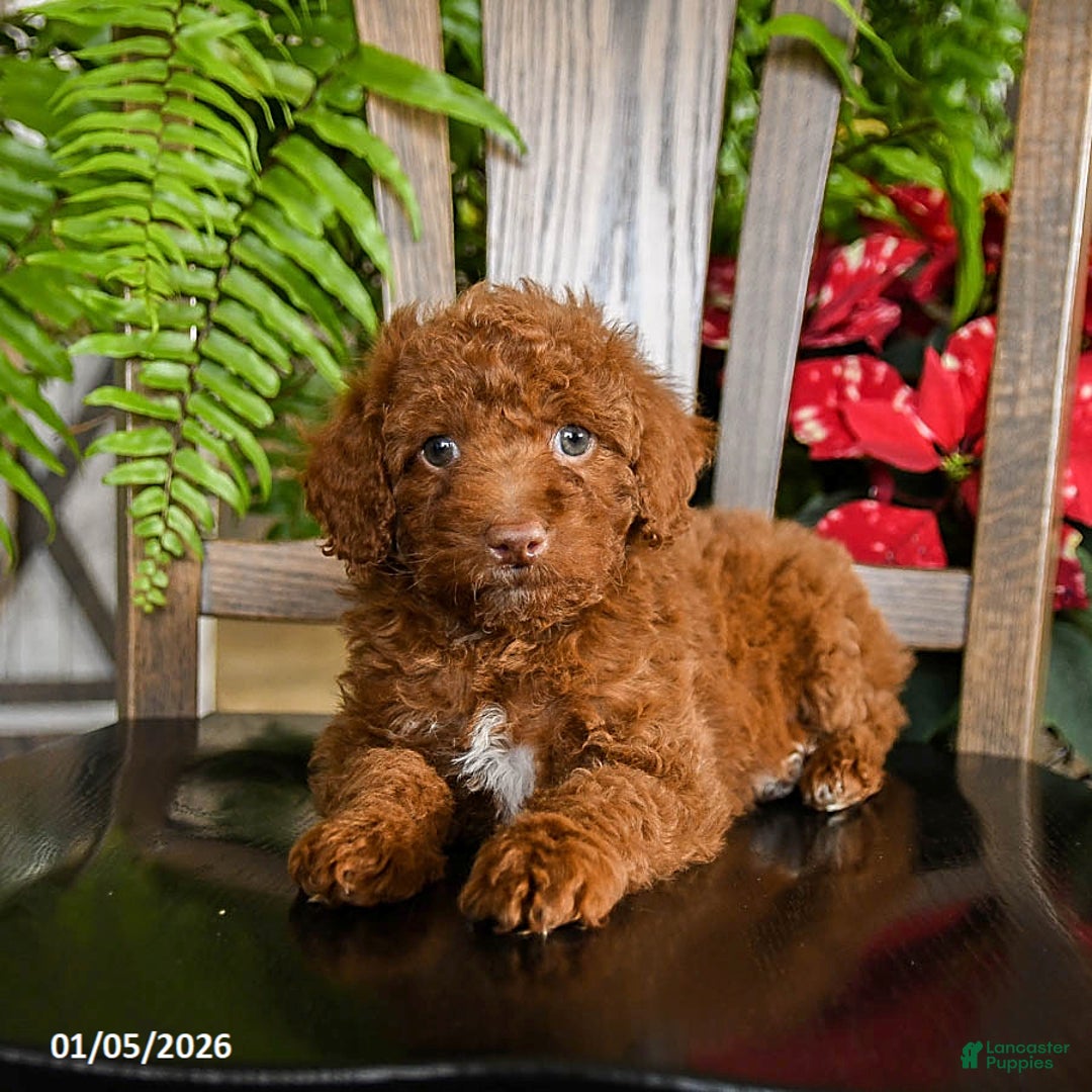 Toy Poodle dogs for sale: Wonton - Ad 2