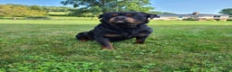 Rottweiler dogs for sale: Remington  - Ad 1
