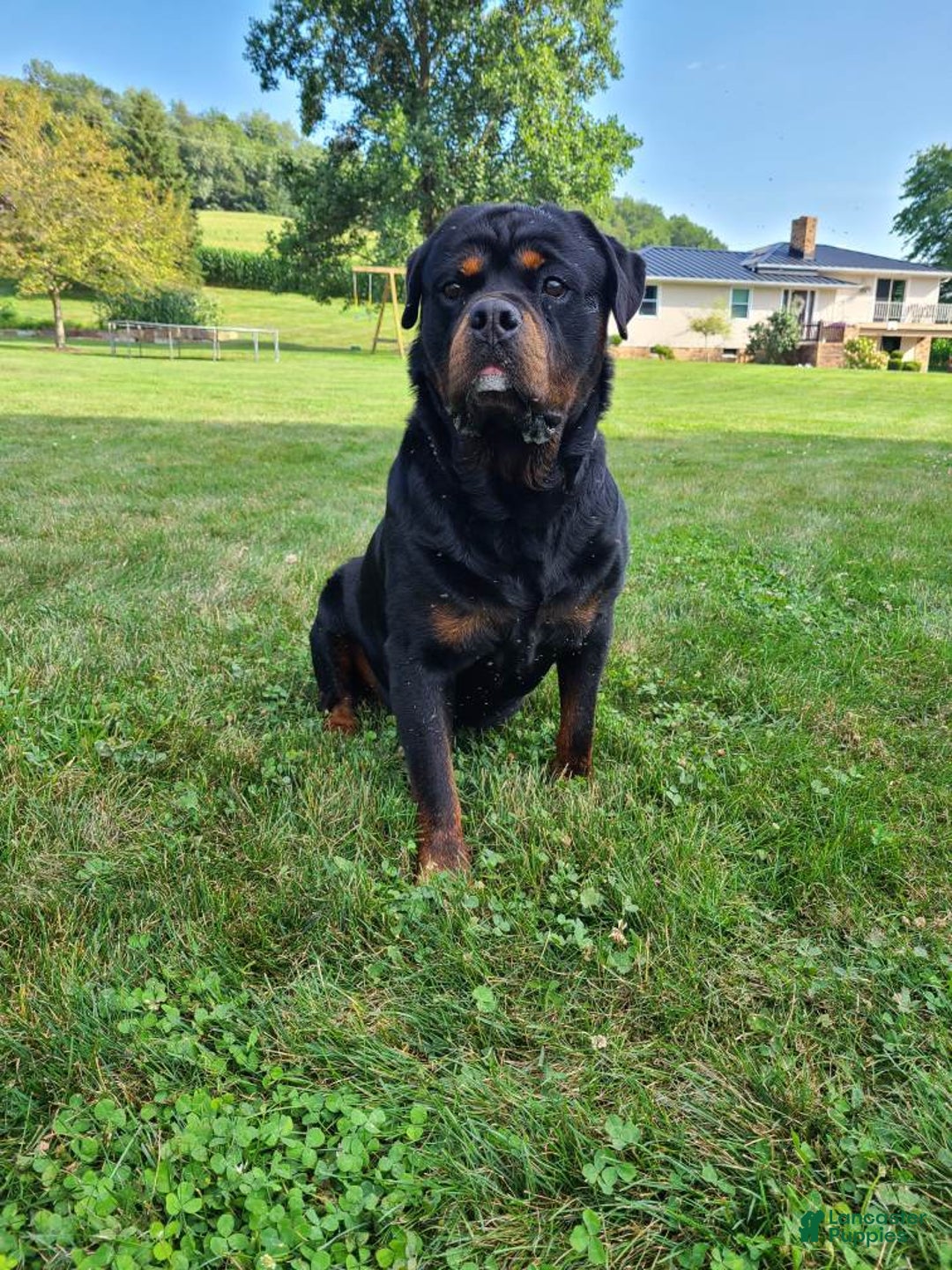 Rottweiler dogs for sale: Remington  - Ad 1