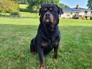 Rottweiler dogs Remington - Ad 35
