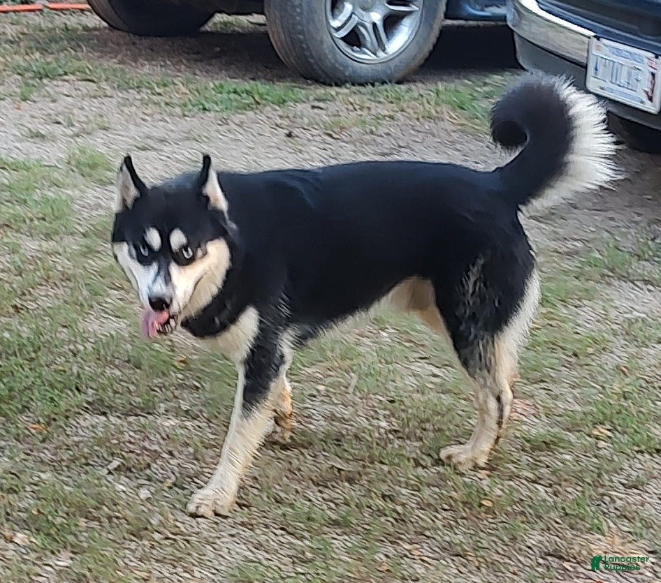 Siberian Husky dogs Siberian Husky Puppy 1 - Ad 6