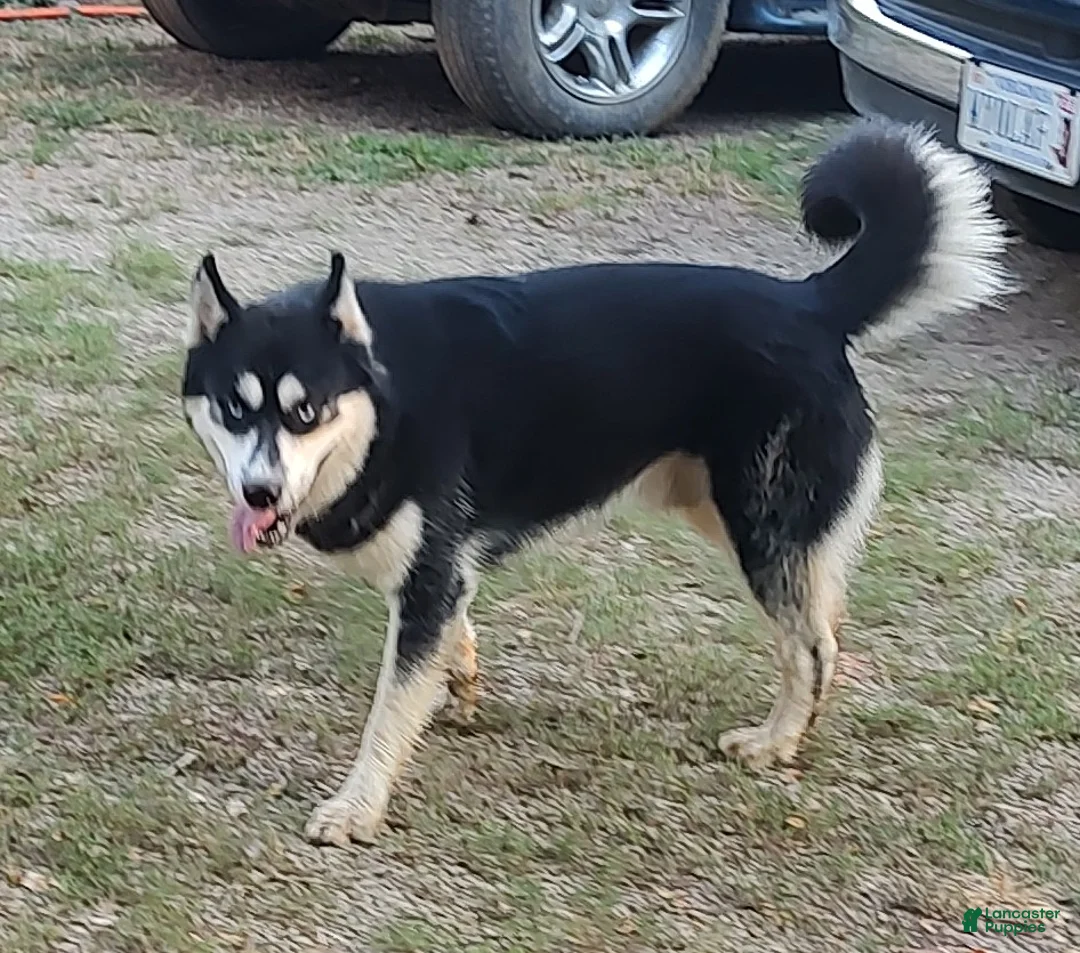 Siberian Husky dogs for sale: Siberian Husky Puppy 1 - Ad 1