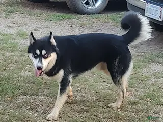 Siberian Husky dogs Siberian Husky Puppy 1 - Ad 2