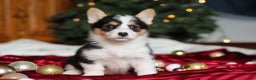 Welsh Corgi Pembroke dogs for sale: Angel - Ad 1