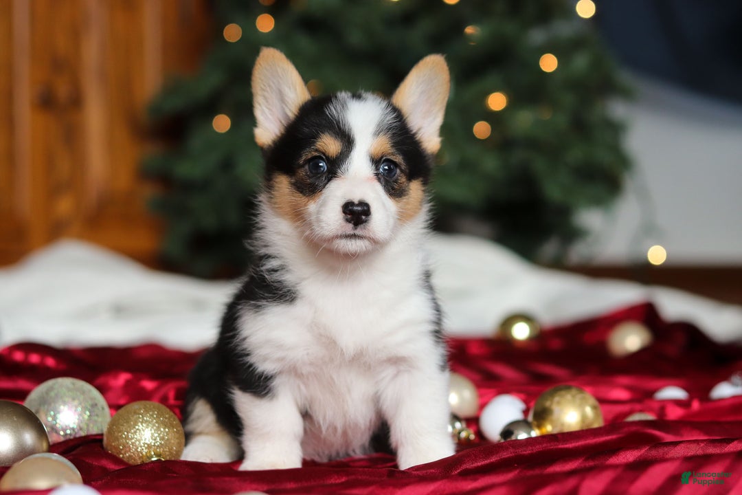 Welsh Corgi Pembroke dogs for sale: Angel - Ad 1