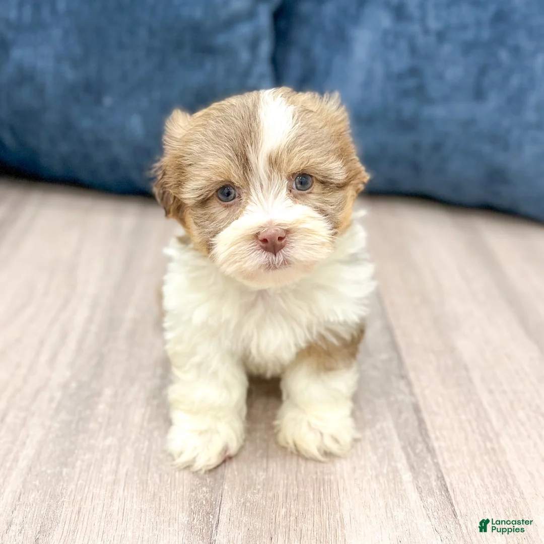Havanese dogs for sale: Jasmine - Ad 7