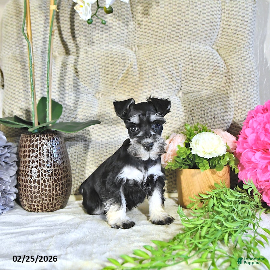 Miniature Schnauzer dogs Kacey - Ad 1