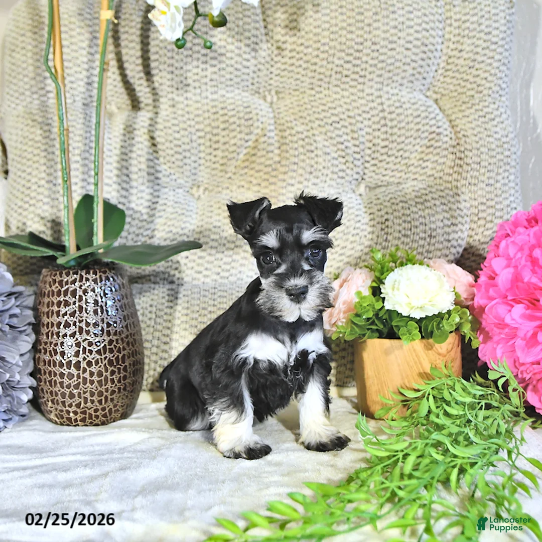 Miniature Schnauzer dogs for sale: Kacey - Ad 1