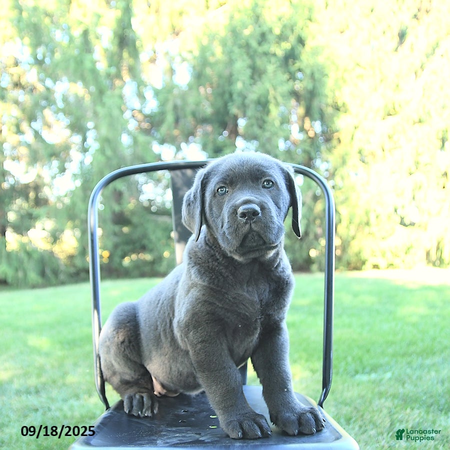 Cane Corso French Mastiff Mix Puppies French Mastiff Puppies