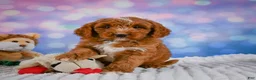 Mini Goldendoodle dogs for sale: Asher - Ad 4