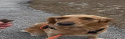 Golden Retriever dogs for sale: Violet - Ad 7