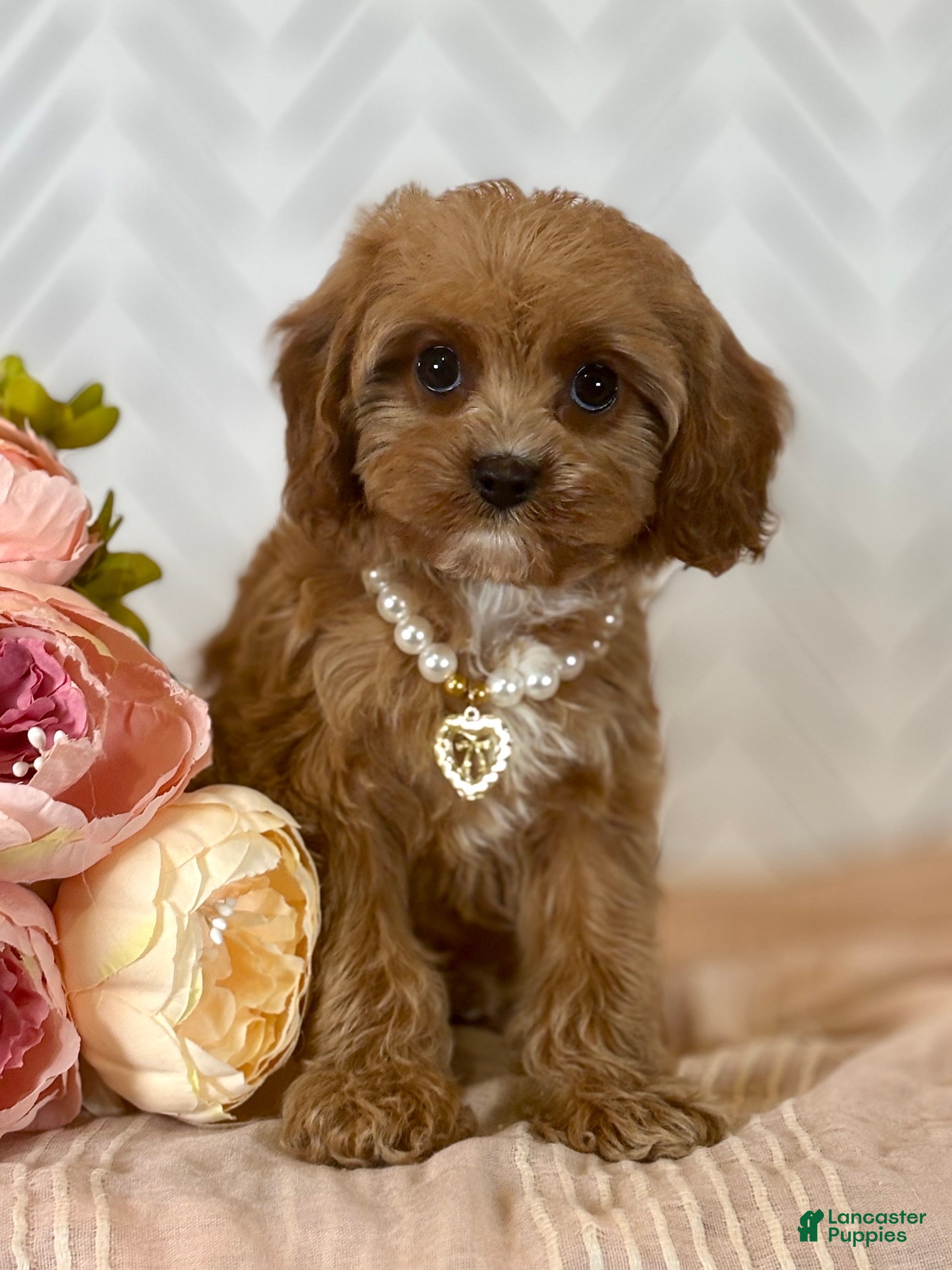 Cavapoo dogs Blossom Cavapoo Puppy  - Ad 2