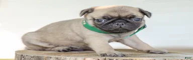 Arizona Purebred Pug