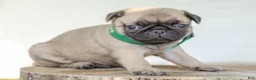 Pug dogs for sale: Arizona Purebred Pug - Ad 1