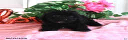 Miniature Poodle dogs for sale: Annabelle - Ad 4