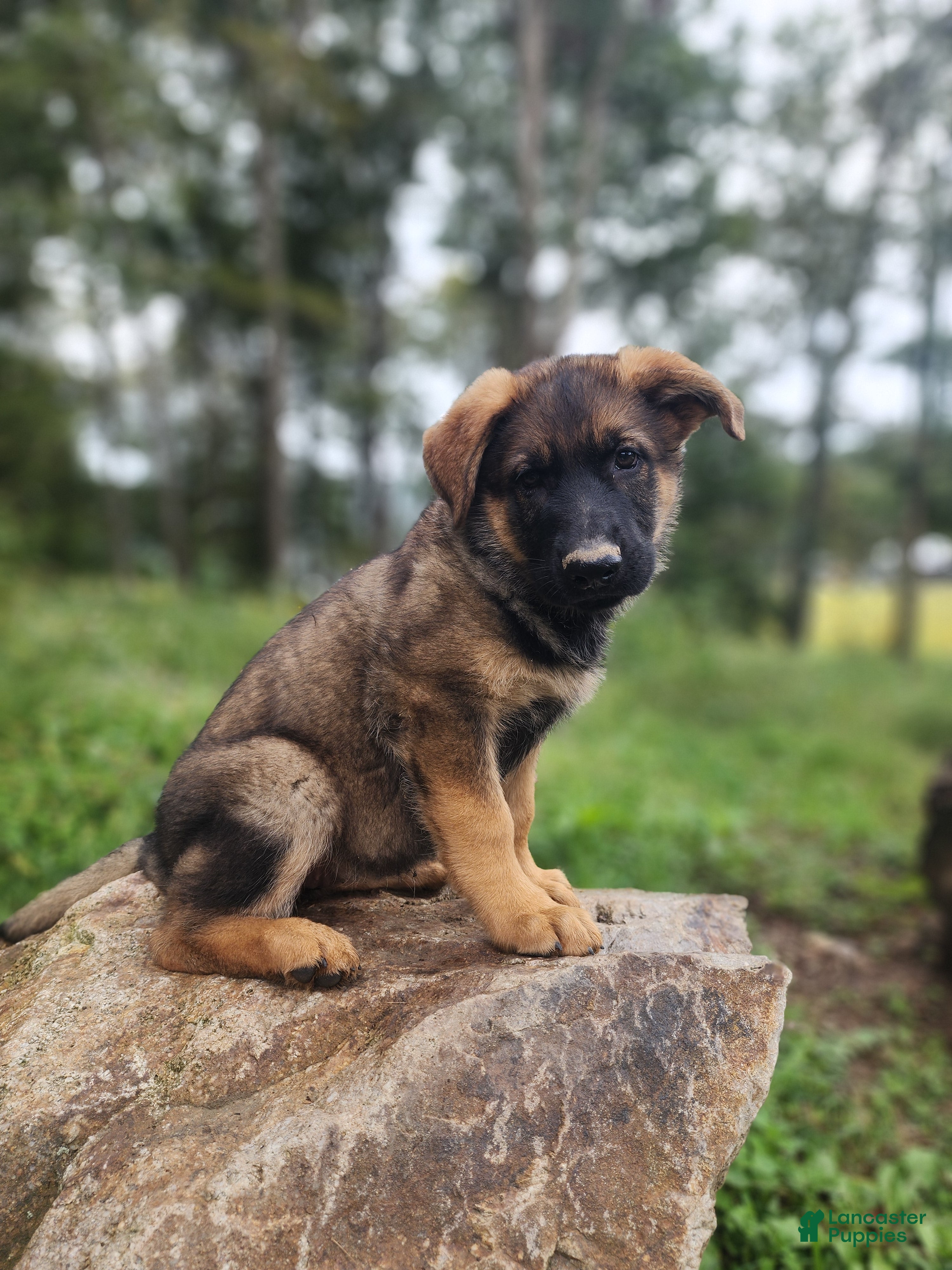 German Shepherd dogs  Thora - Ad 1