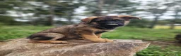 German Shepherd dogs for sale:  Thora - Ad 2