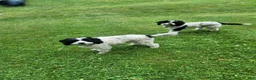 Cavapoo dogs for sale: Cavapoo 1 - Ad 5