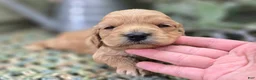 Cockapoo dogs for sale: Knotty - Ad 26