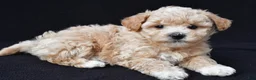 Maltipoo dogs for sale: Glory - Ad 3