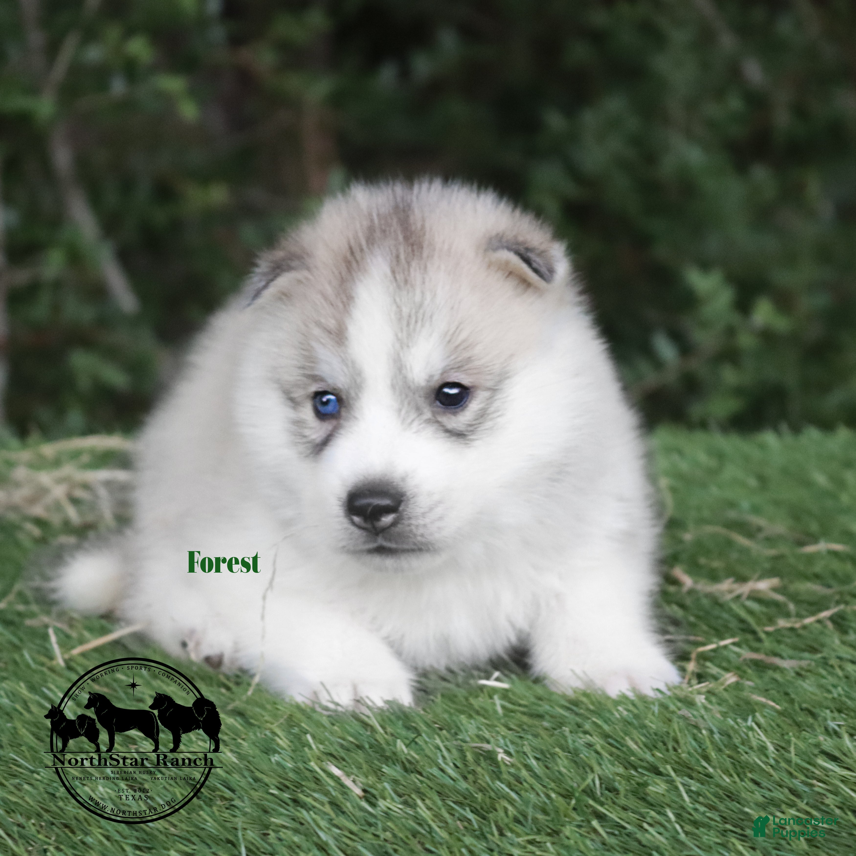 Hunting Dogs West Siberian Laika Puppies For Sale Husky Puppy East