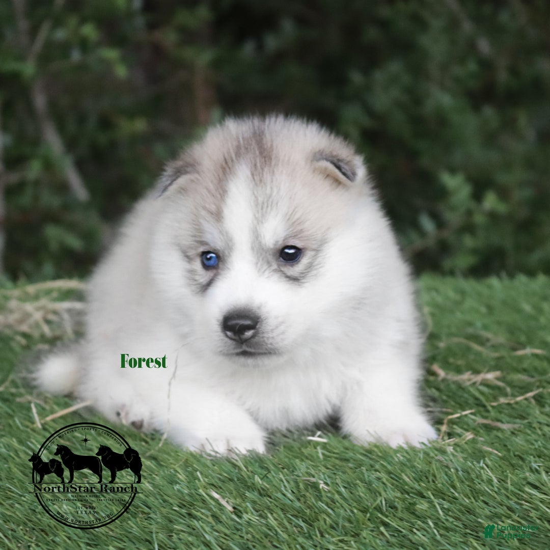 Husky Puppy Yakutian Laika For Sale Near Me Siberian Laika