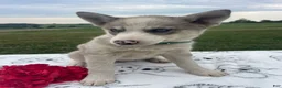 Pomsky dogs for sale: Mack - Ad 2