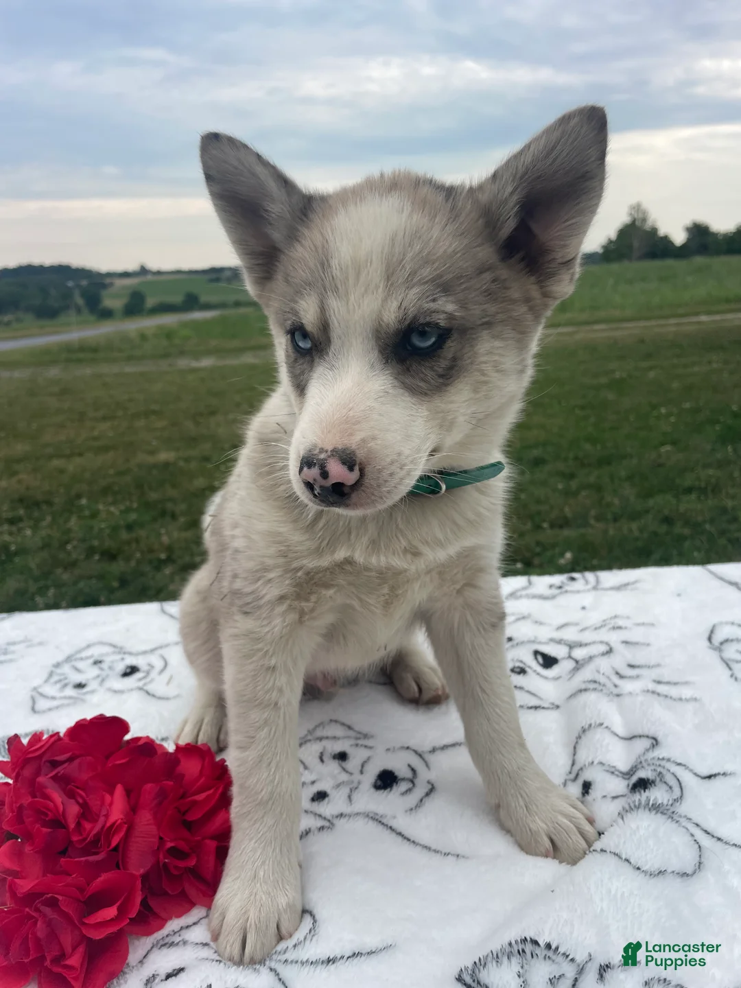 Pomsky dogs for sale: Mack - Ad 2