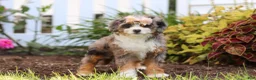 Mini Bernedoodle dogs for sale: Ember - Ad 6