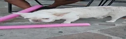 French Bulldog dogs for sale: French Bulldog 4 - Ad 2