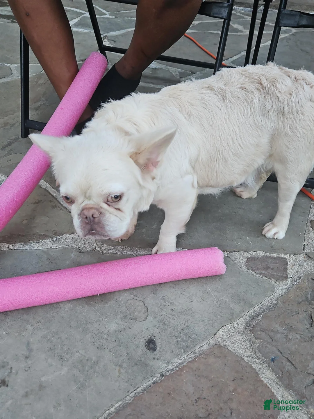 French Bulldog dogs for sale: French Bulldog 4 - Ad 2