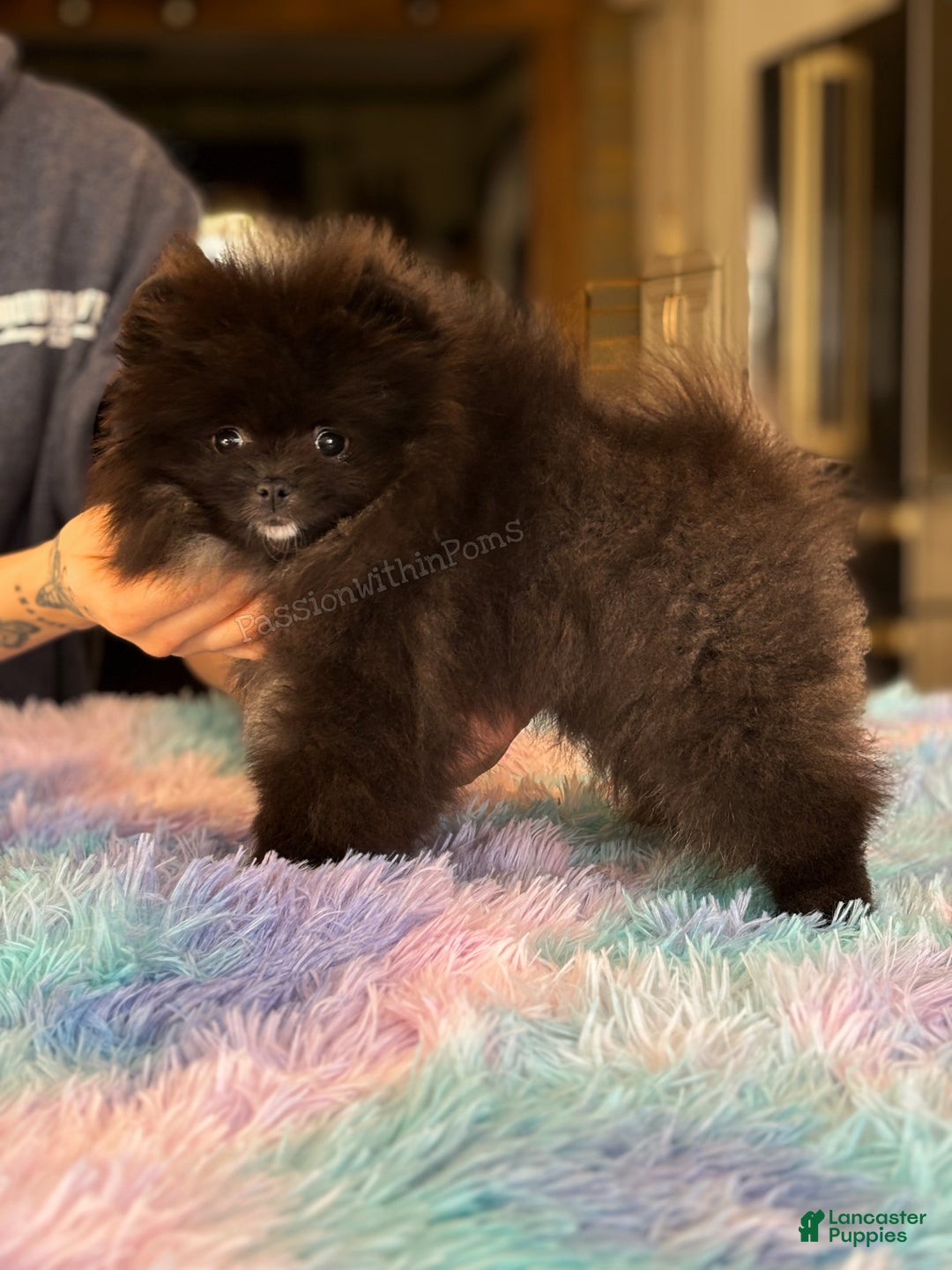 Pomeranian dogs for sale: Little Bubbles - Ad 1