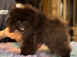 Pomeranian dogs Little Bubbles - Ad 35