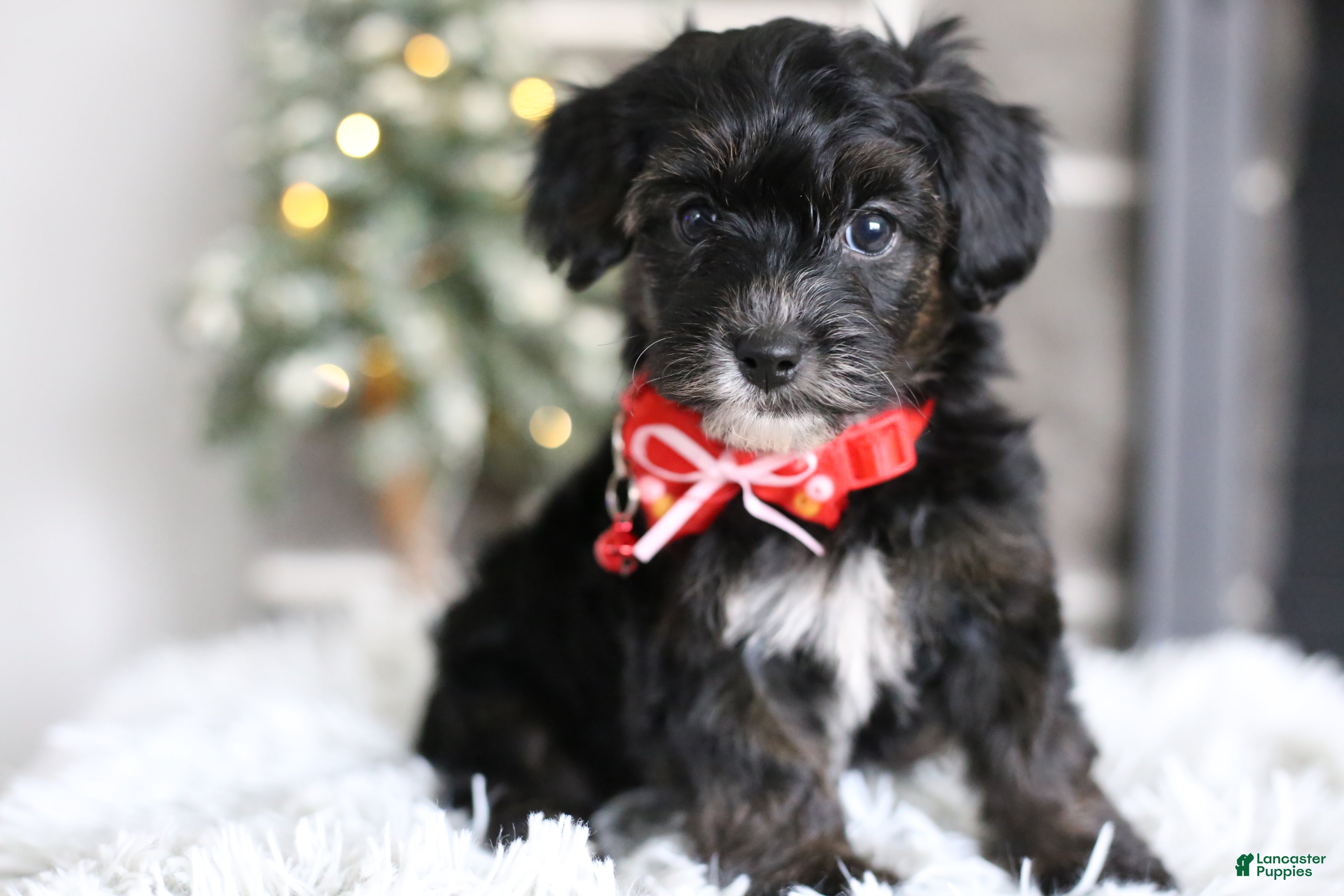 Yorkiepoo dogs Tinkerbelle - Ad 13