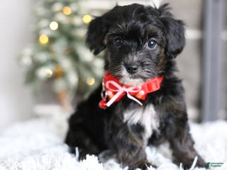 Yorkiepoo dogs Tinkerbelle - Ad 13