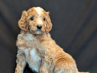 Goldendoodle dogs Rusty - Ad 29