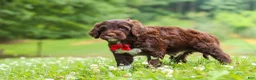 Portuguese Water Dog dogs for sale: Buddy - Ad 3