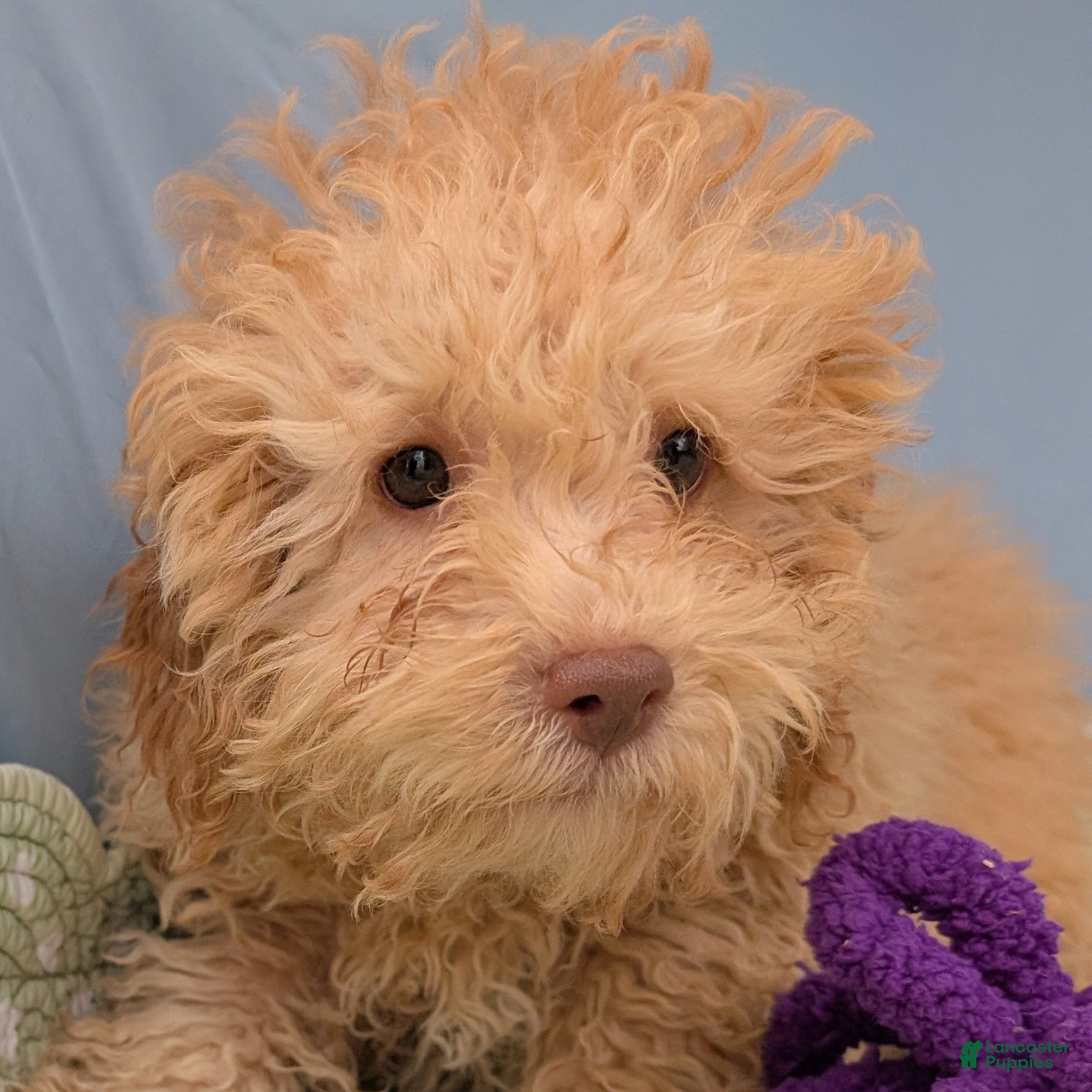 Toy Poodle dogs Rotini - Ad 12
