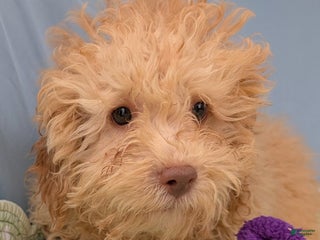 Toy Poodle dogs Rotini - Ad 28