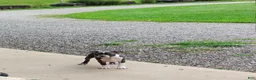 Boston Terrier dogs for sale: Razzle - Ad 6
