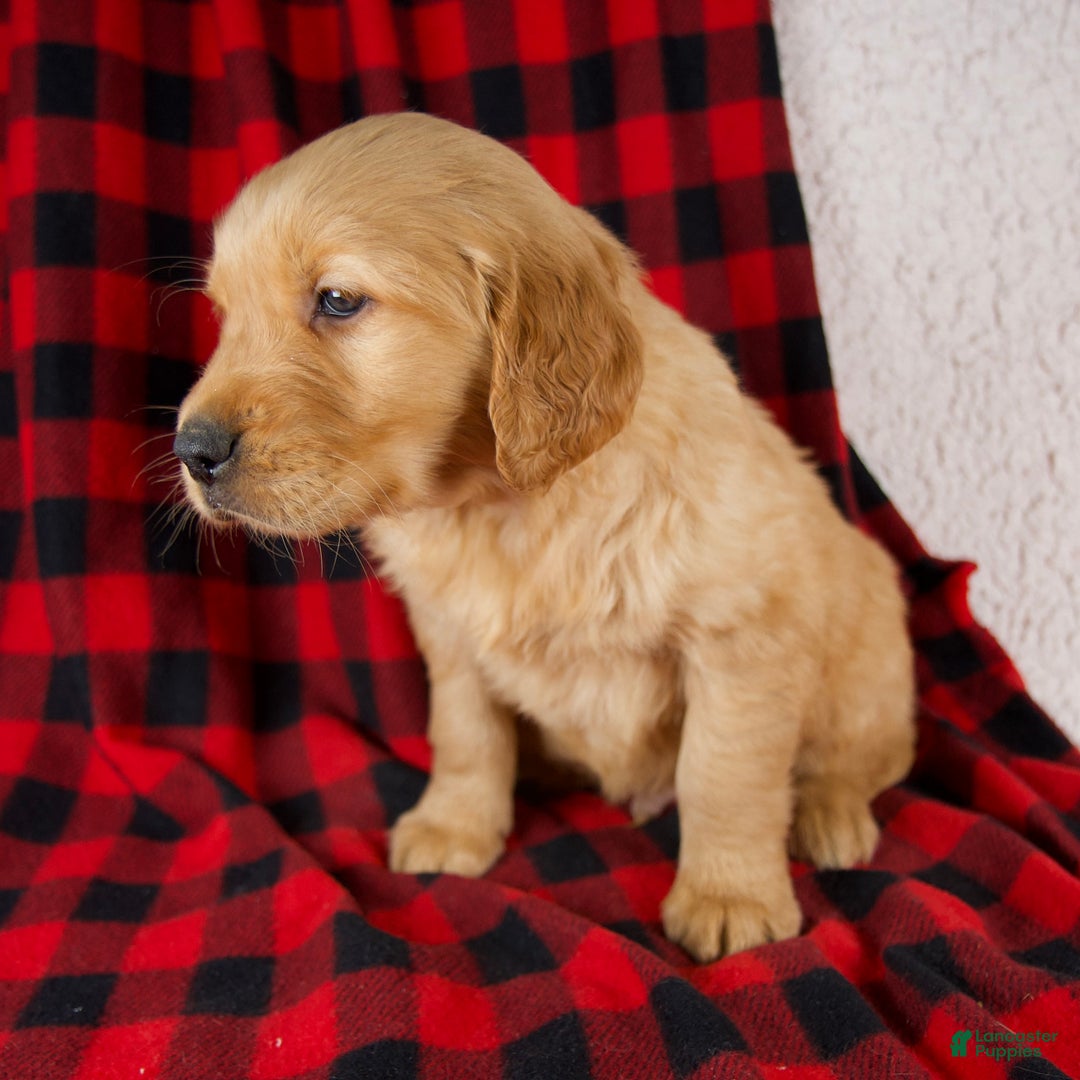 Golden Retriever dogs for sale: Toby - Ad 6
