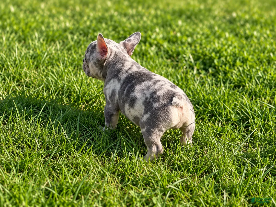 French Bulldog dogs for sale: Bluey - Ad 2