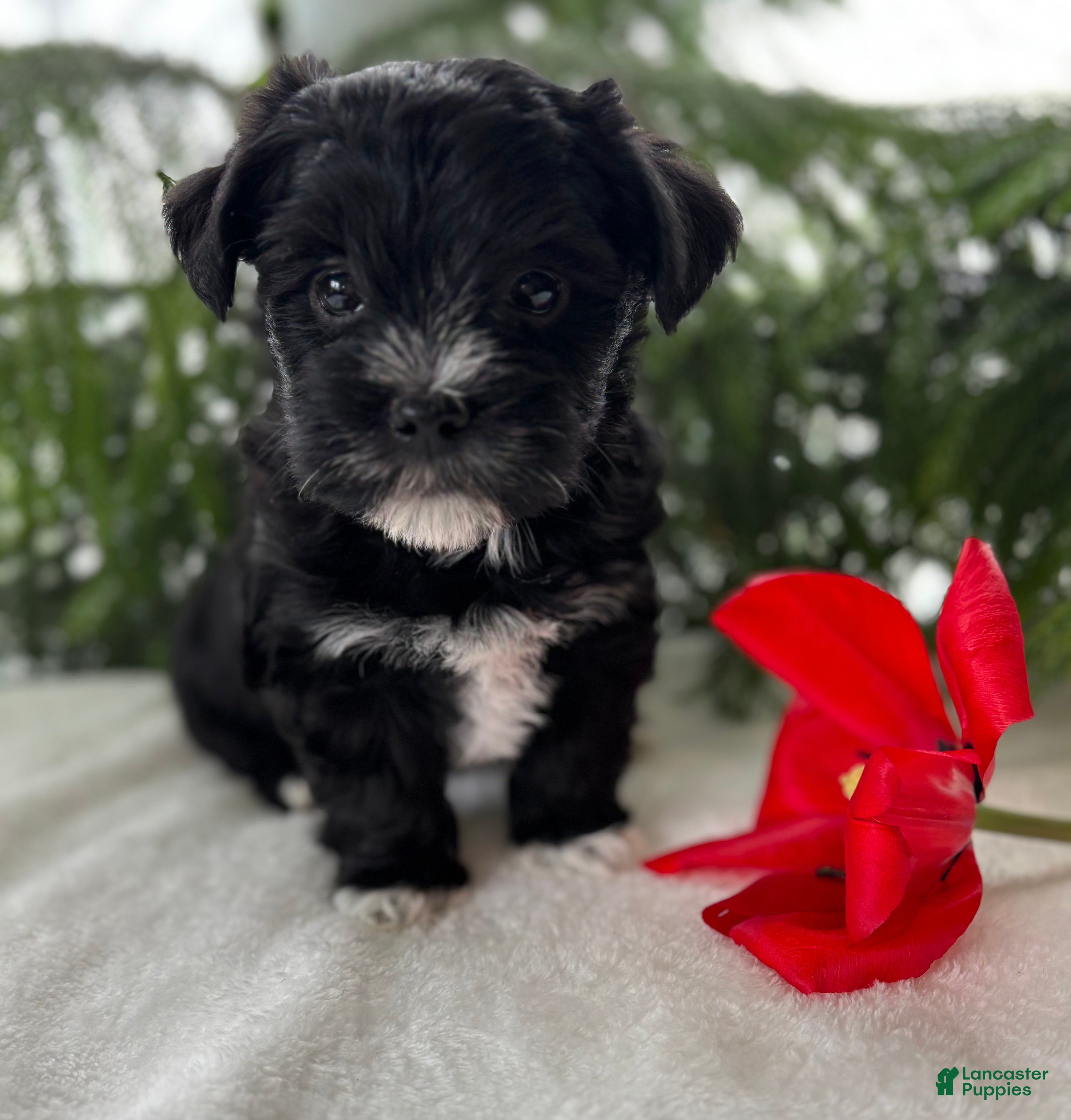 Morkie dogs Jax - Ad 1