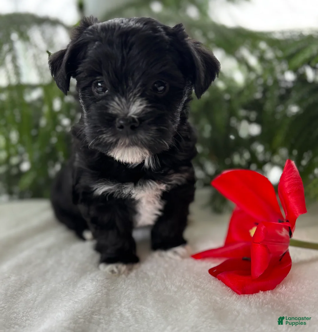 Morkie dogs for sale: Jax - Ad 1