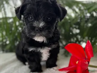 Morkie dogs for sale: Jax - Ad 1
