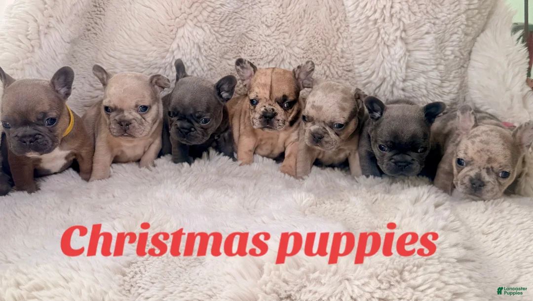 French Bulldog dogs for sale: Giselle - Ad 9