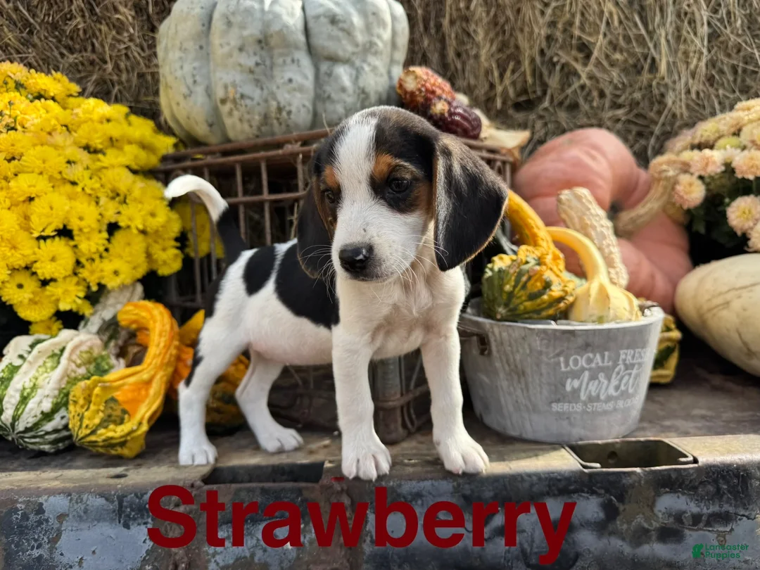 Beagle dogs for sale: Beagle 3 - Ad 2