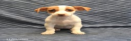 Jack Russell Terrier dogs for sale: Anna - Ad 3