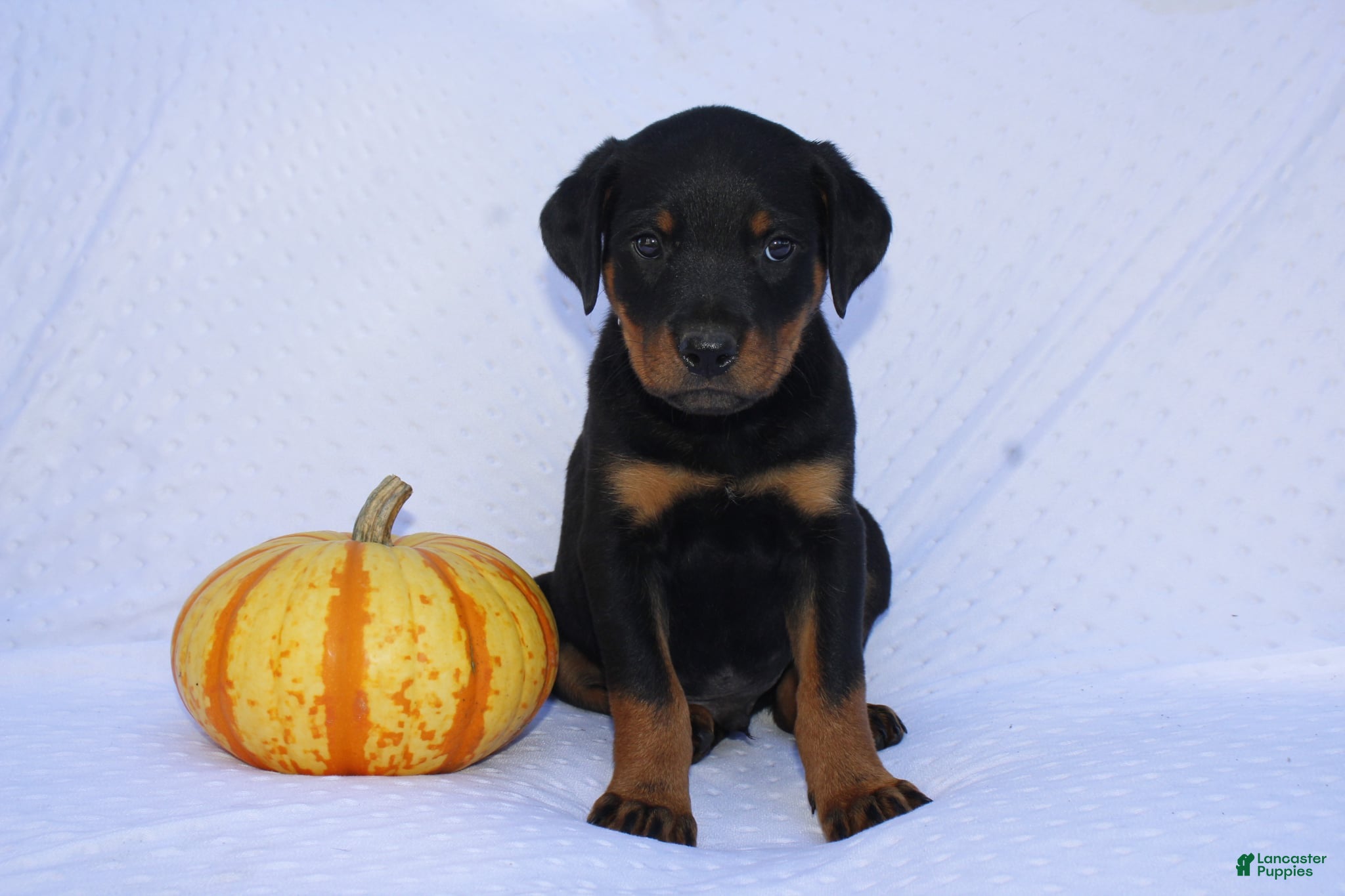 Hunter (Rottweiler, Male) in Constantine, MI